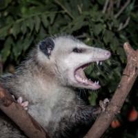 Goode Possum Removal Canberra  image 3